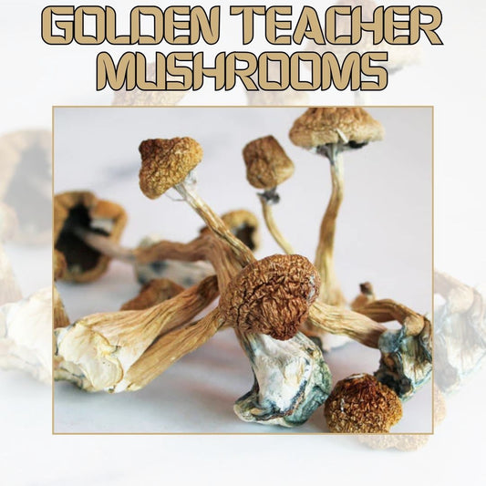 Golden Teacher Mushrooms - Astra Meds